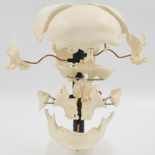 成人頭顱骨骨性分離模型