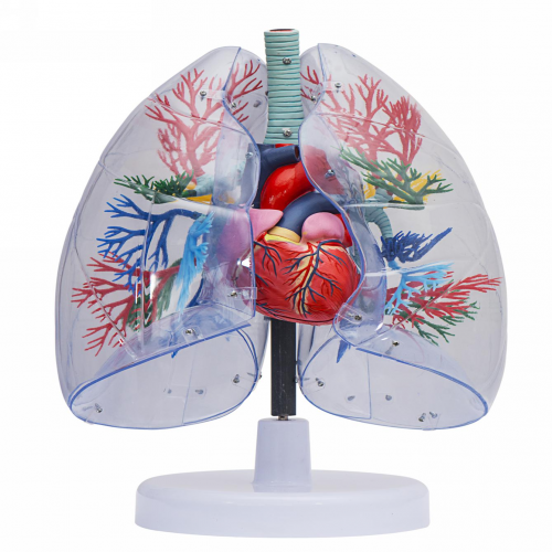 透明肺、氣管、支氣管連心臟模型