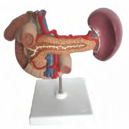胰、脾、十二指腸、膽囊模型