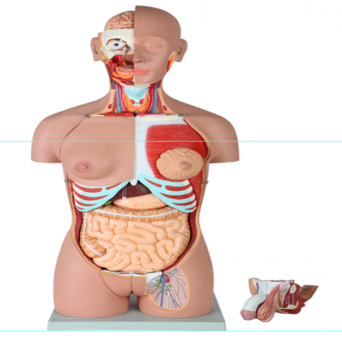 男、女兩性人體背部開放式半身軀干模型（87cm/29件）