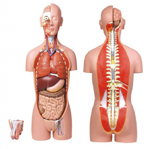 男、女兩性人體背部開放式半身軀干模型（87cm/27件）